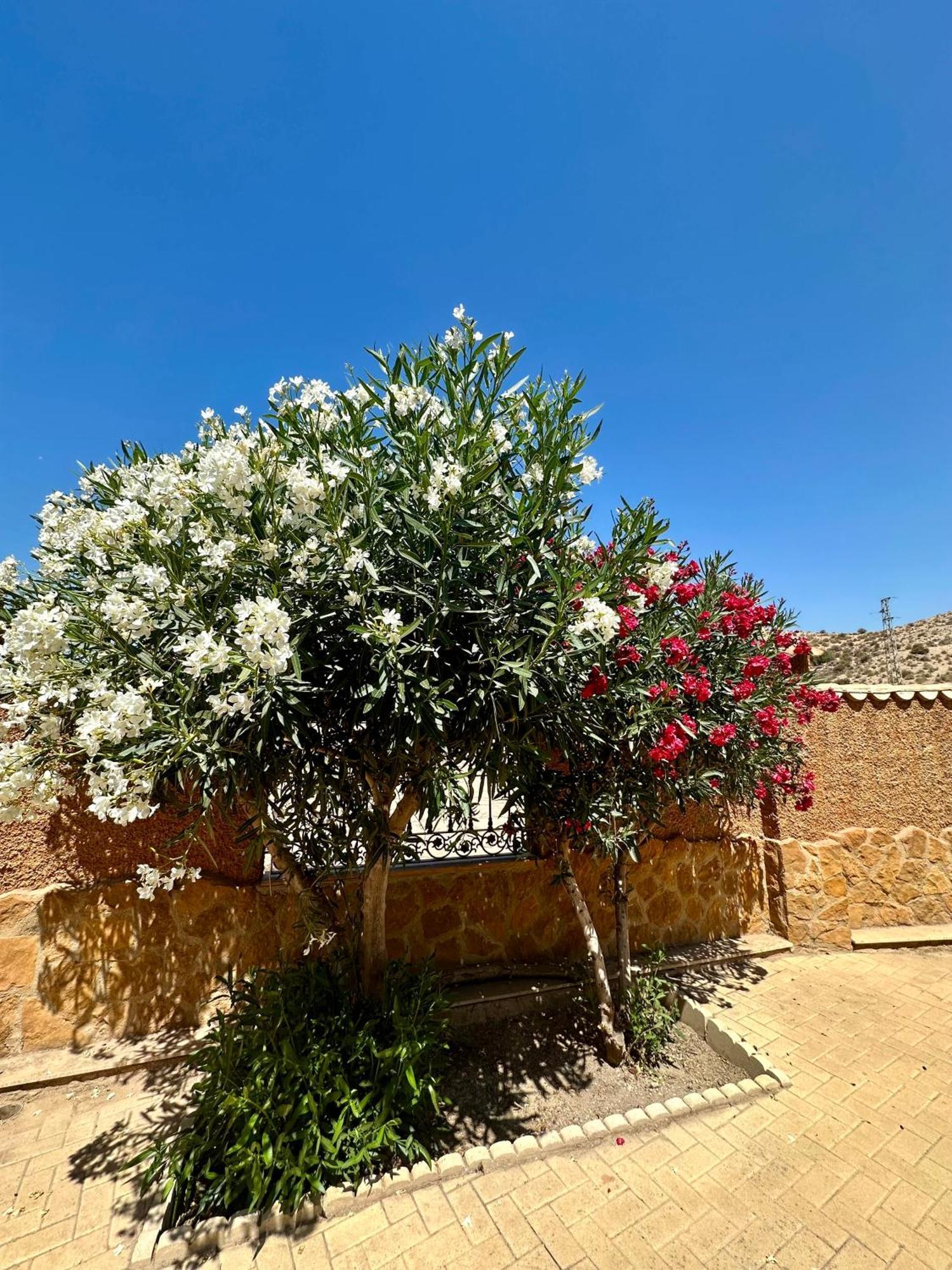 Casa Rural El Pomelo Zurgena 外观 照片
